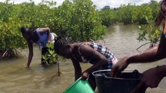 How Growing Mangroves Is Saving This Country