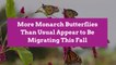 More Monarch Butterflies Than Usual Appear to Be Migrating This Fall