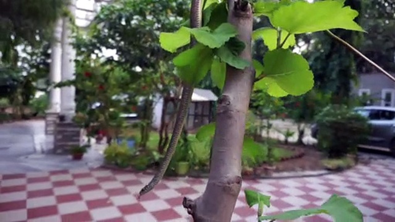 World's largest non venomous snake Rat snake