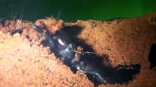 Il filme son araignée scorpion faire son nid. Camel Spider impressionnant