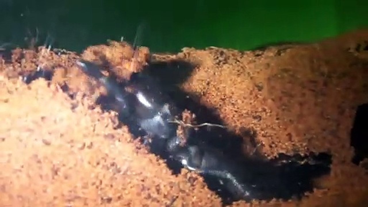 Il filme son araignée scorpion faire son nid. Camel Spider impressionnant