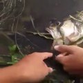 Ce poisson a essayé d'en manger un autre aussi gros que lui... Trop gourmand