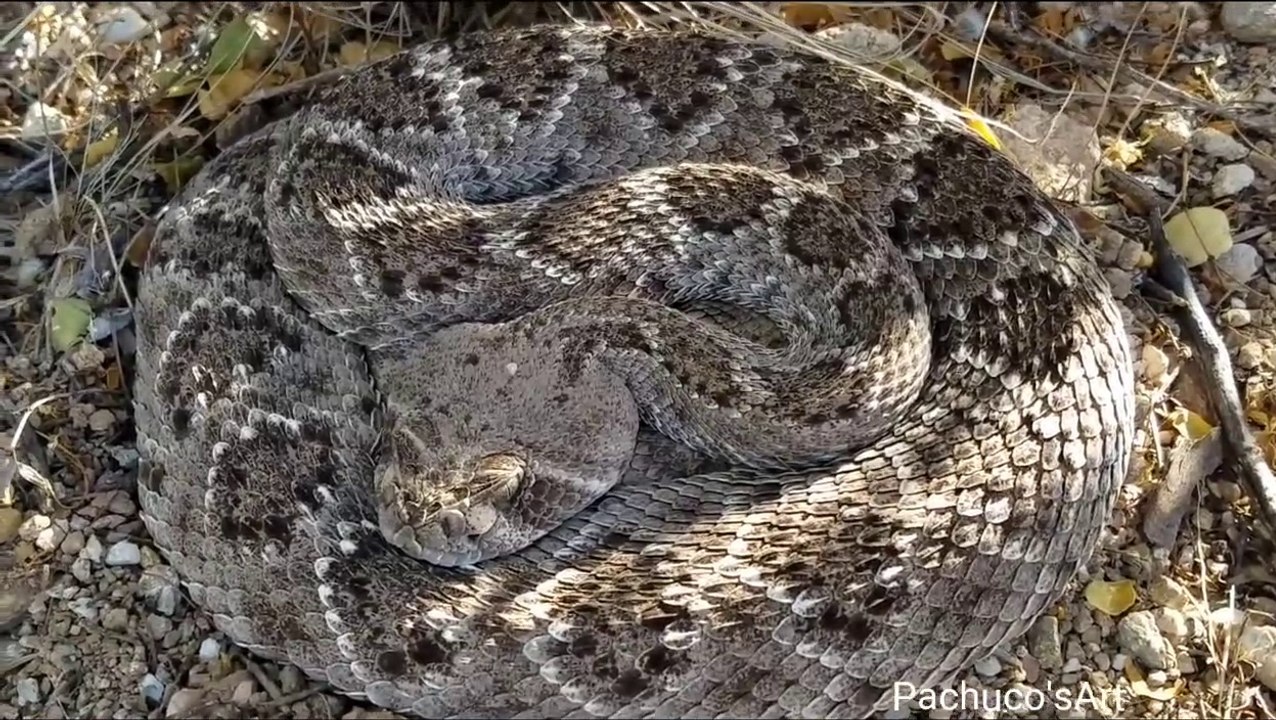 Il filme un serpent à sonnette de très près mais celui-ci va se réveiller