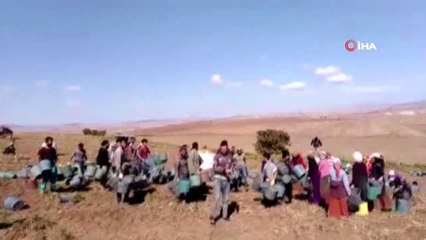 Patates toplayan işçiler asker selamı eşliğinde kova fırlattı