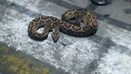 Russell viper venomous snake | A snake look like python.