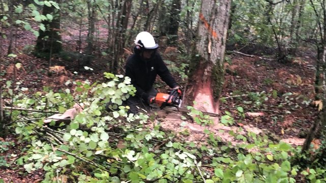 Chantier d’insertion bois de Soeuvres près de Rennes