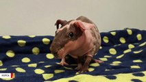 These Bizarre 'Skinny Pigs' Are Looking For Forever Homes