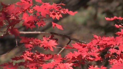 [날씨] 주말, 갑자기 추워진다...전국 단풍 물결 / YTN