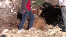 Arnavutköy'de bataklığa saplanan inek böyle kurtarıldı