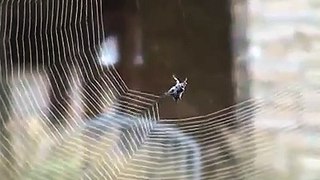 ‫How spider build a web amazing clip