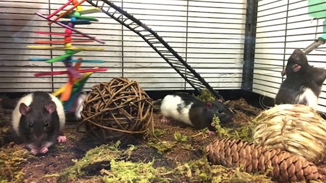 Découvrez les images de chercheurs qui ont réussi à apprendre à des rats à conduire des mini-voitures en échange de céréales !