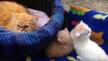 El Gato Persa - Razas de Gatos
