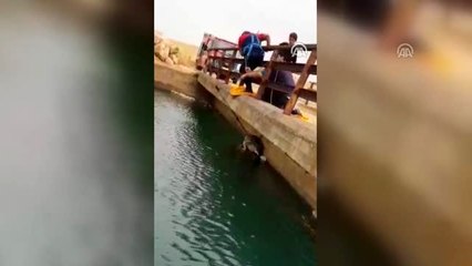 Sulama kanalına düşen kurdu itfaiye kurtardı
