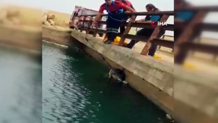 Sulama kanalına düşen kurdu itfaiye kurtardı