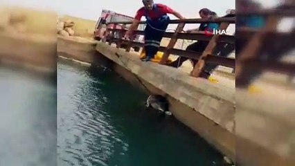 Sulama kanalına düşen kurdu itfaiye kurtardı