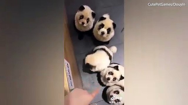 Le propriétaire de ce café peint les chiens pour ressembler à des Pandas