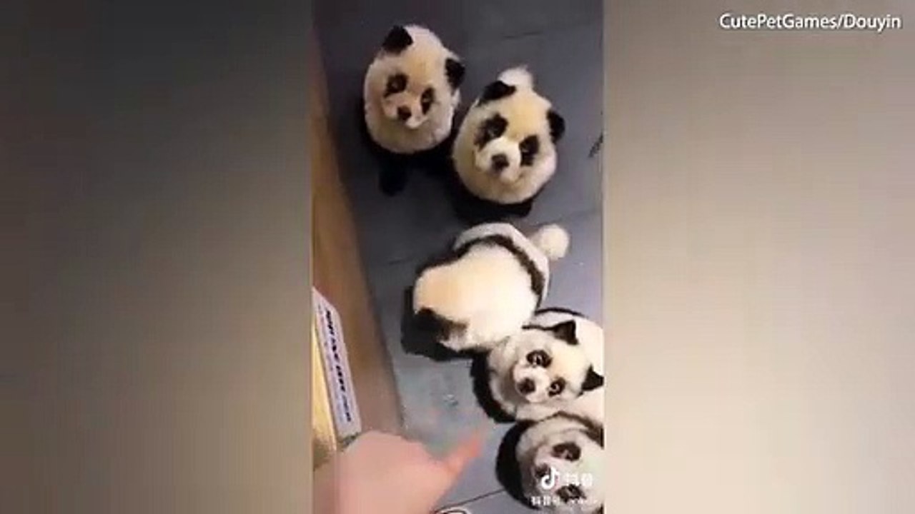 Le propriétaire de ce café peint les chiens pour ressembler à des Pandas