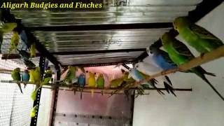 Zaruri Daily Tips Australian Parrots in Hindi Urdu