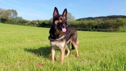 Dogs & Chocolate, Why Such a Lethal Mix?