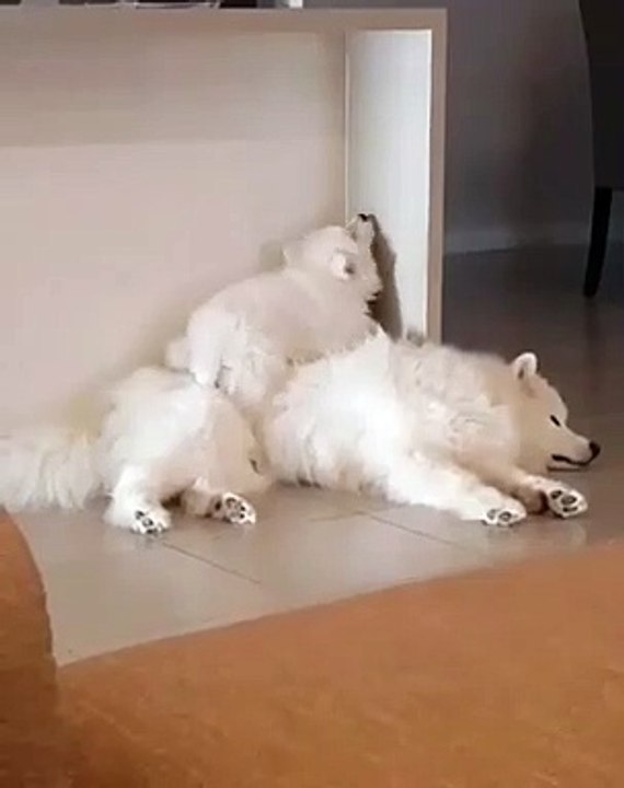 Mignon: une famille de samoyéde se tape un petit délire