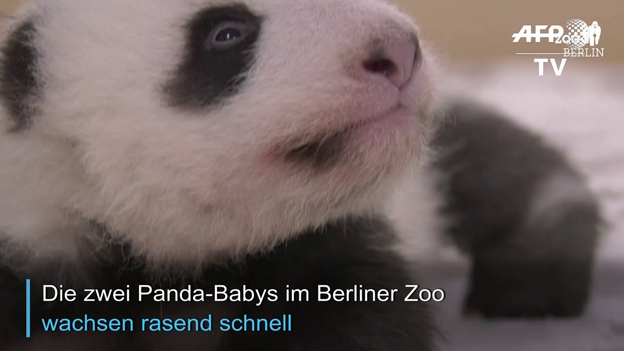 Kleine Panda-Zwillinge in Berlin entwicklen sich prächtig