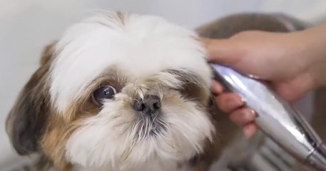 Ce petit chien a le droit au meilleur toilettage de sa vie