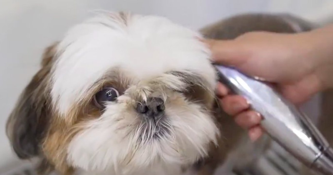 Ce petit chien a le droit au meilleur toilettage de sa vie