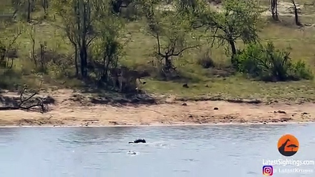 Buffle  pris au piège entre un troupeau de lions et un crocodile