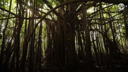 La forêt amazonienne proche du "point de bascule irréversible" si rien n'est fait… d'ici deux ans