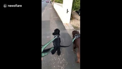Adorable moment dog bounces with joy during walk in Scotland