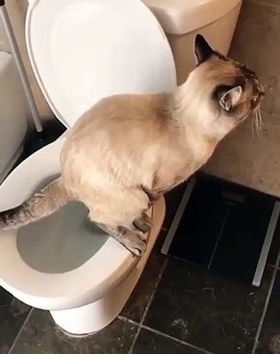 OMG Ce chat va aux toilettes comme un grand. He oui le matou fait popo comme un humain..