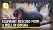 Watch: Elephant Falls into Deep Well, Fire Dept Comes to Rescue