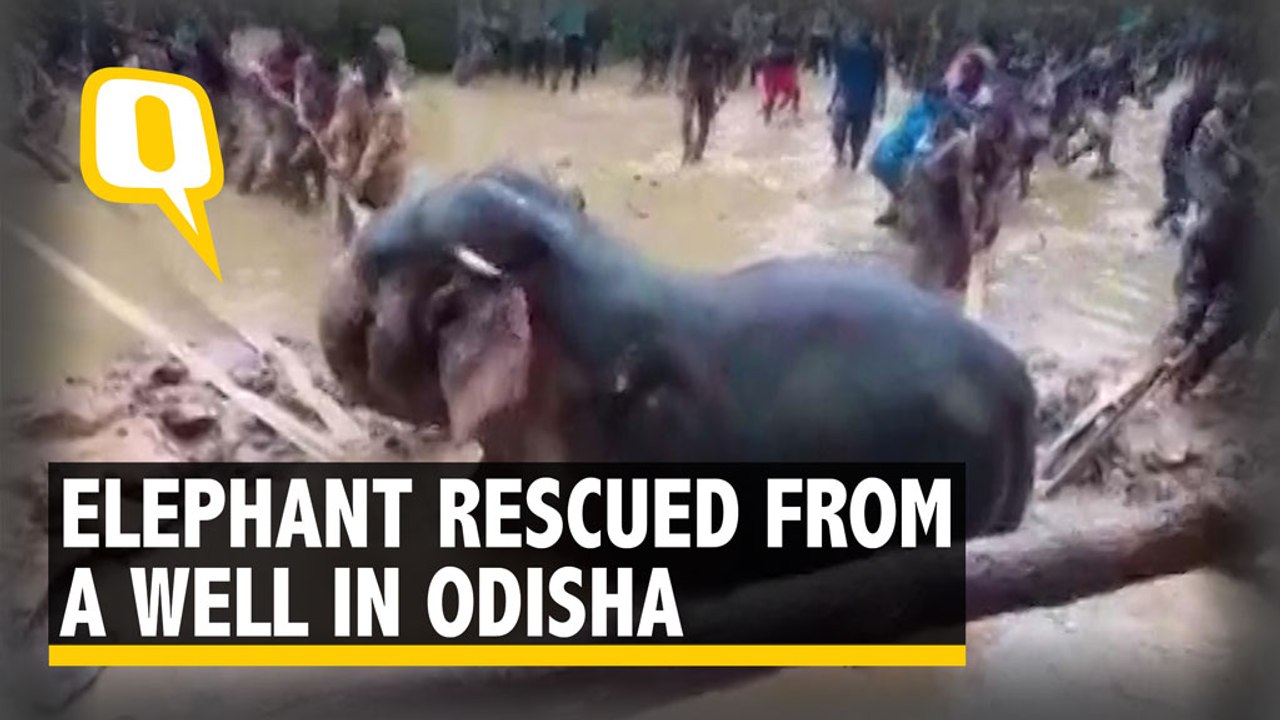 Watch: Elephant Falls into Deep Well, Fire Dept...