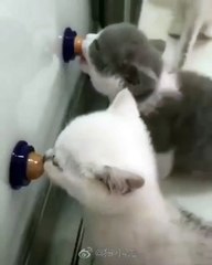 Une pure gâterie ! Faites découvrir à votre matou cette balle d'énergie; il ne vous en sera que reconnaissant