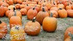Pumpkins: The Farm to Trash Dump Gourd