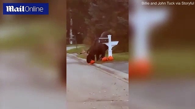 Couple spot a moose munching on pumpkins in Alaska neighborhood