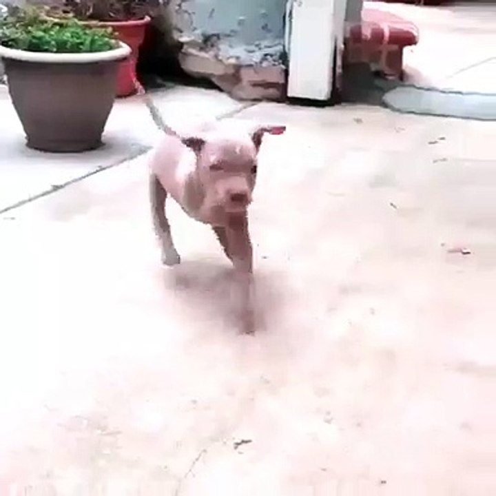 Ce bébé chien à 3 pattes est le plus mignon du monde !!!Une vidéo émouvante et super belle !