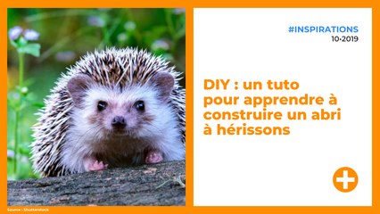 DIY : un tuto pour apprendre à construire un abri à hérissons