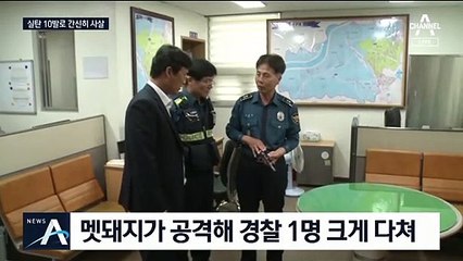 실탄 10발 맞고도 펄펄 뛴 ‘슈퍼 멧돼지’…경찰관 부상