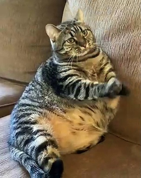 Ça, c'est du gros matou !