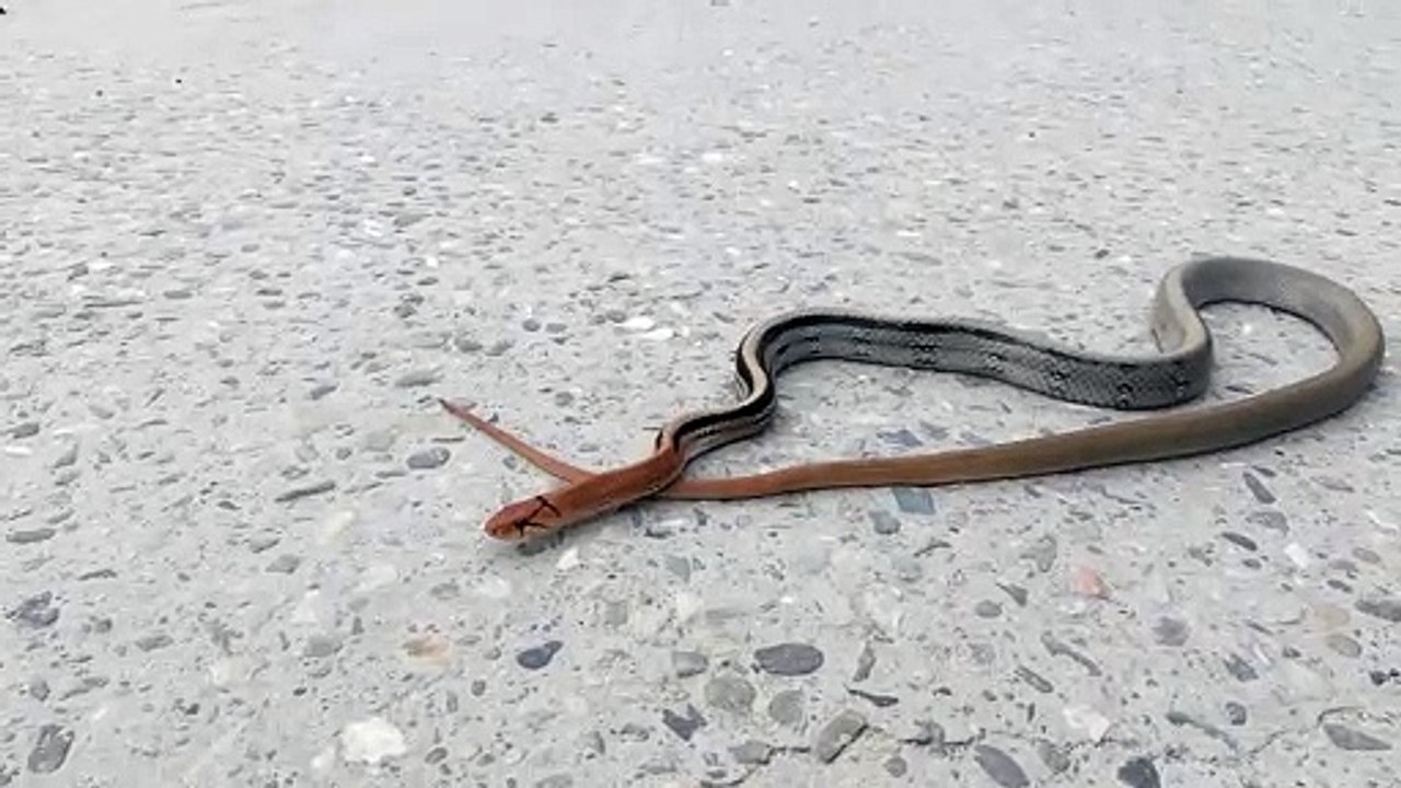 One of the world's most beautiful snakes | Copper headed trinket snake.