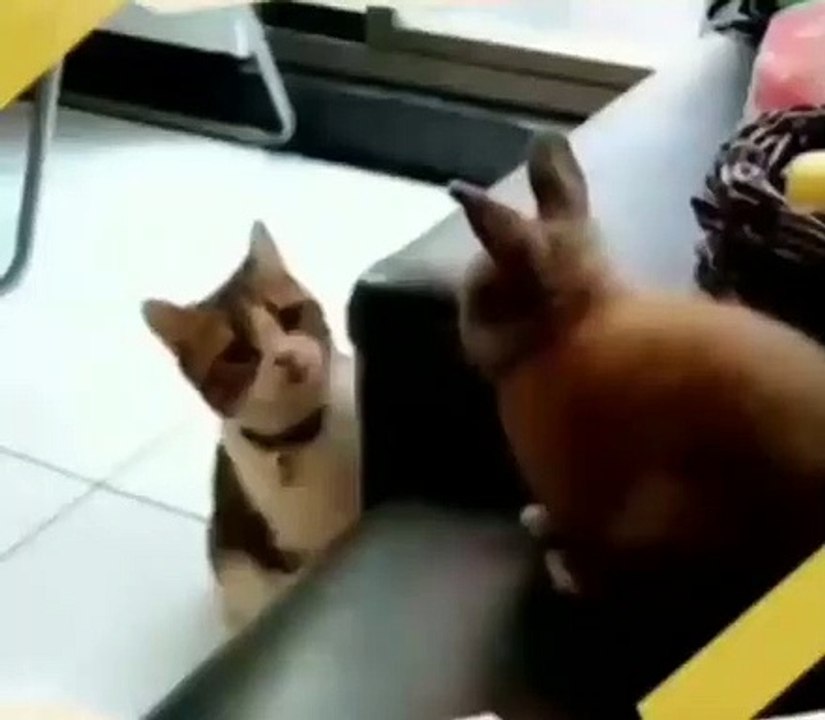 Lorsque un chat et un lapin sont en parfaite synchronisation