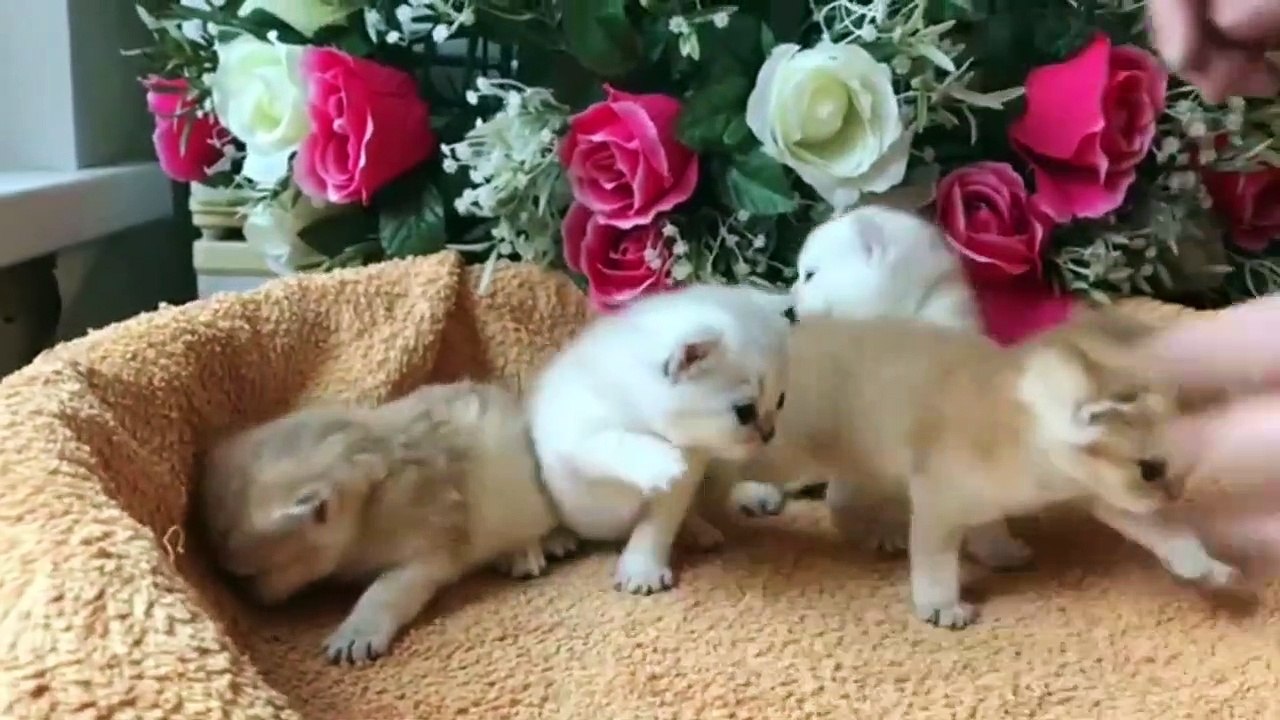 Group Of Cute Little Kittens