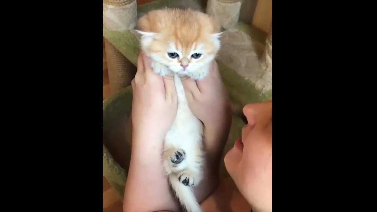 It's So Satisfying To Kiss An Adorable Kitten