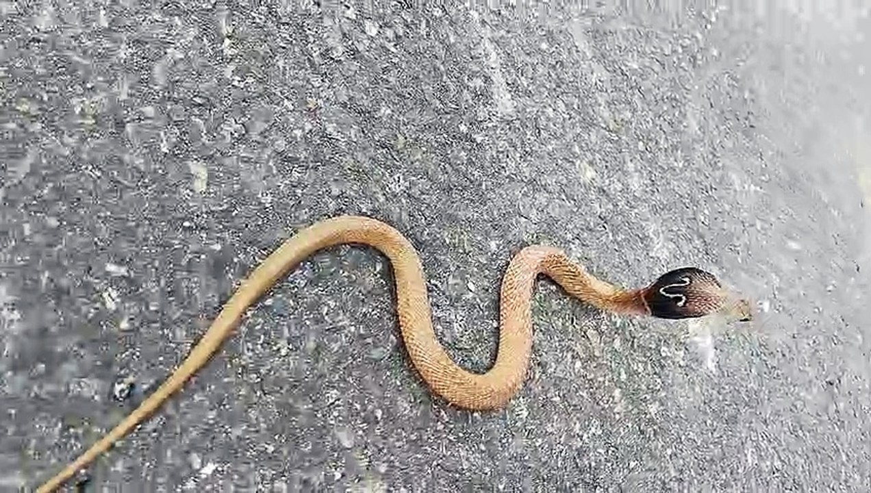 Golden  spectacled cobra