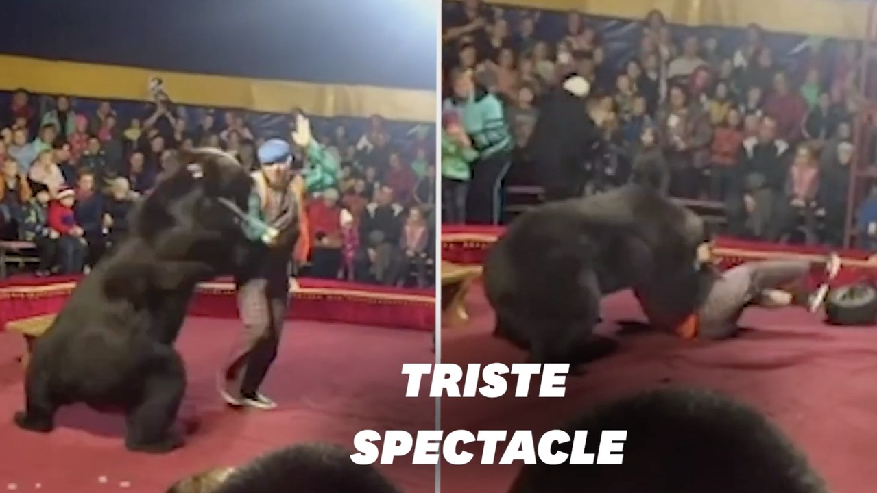 Un ours de cirque attaque un dresseur russe en plein spectacle