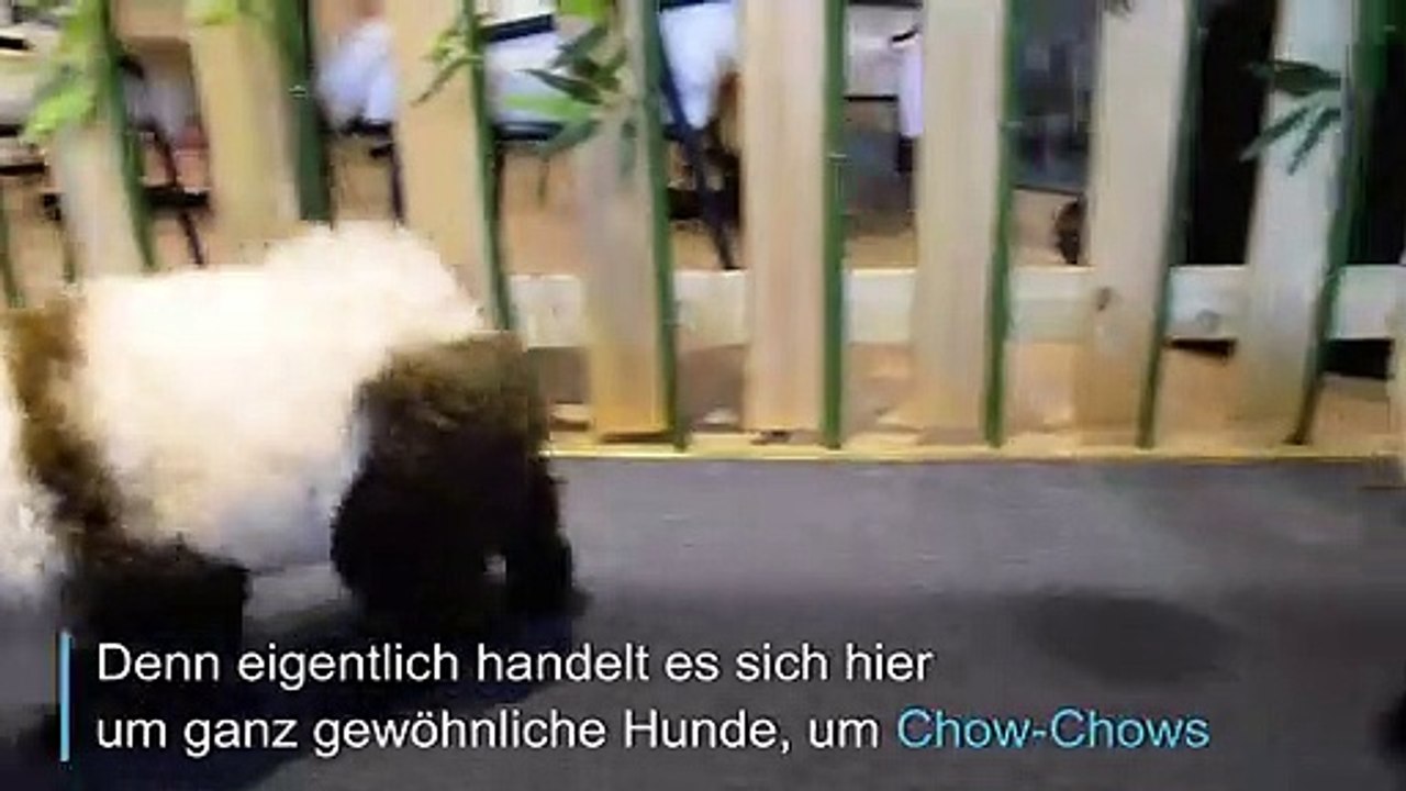Hunde im Panda-Style