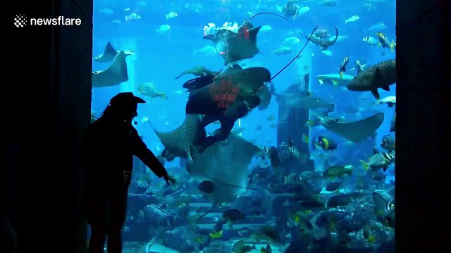 Diver feeding fish at Dubai aquarium gets mobbed by hungry stingrays