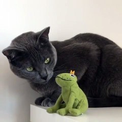Ce matou déteste tout ce qui est jouet et ce pauvre crapaud en a payé les frais