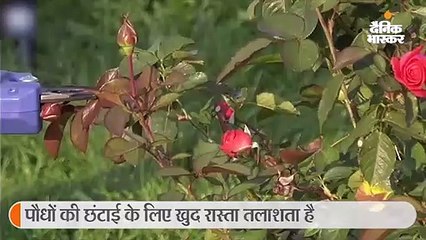 बगीचे को खूबसूरत बनाने वाला रोबोट, पौधों की छंटाई से लेकर फूल तोड़ने के लिए भी खुद तलाशता है रास्ता